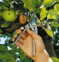 Un frutteto familiare